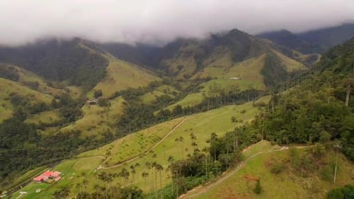 Rural Cocora valley with wax endemic palm trees. Aerial dolly out