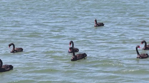Schwarze Schwäne schwimmen auf offenem Wasser in natürlichem Lebensraum