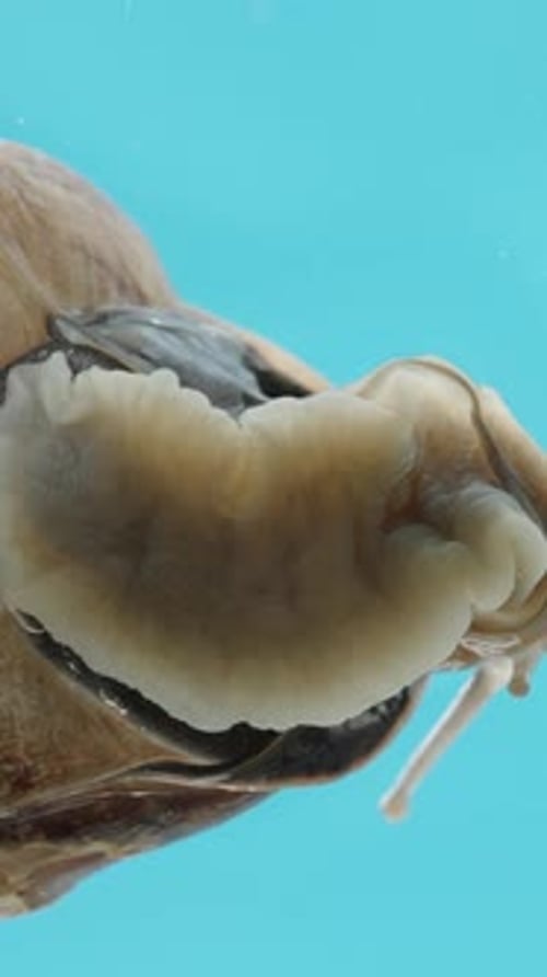 Vertical video. Snail on glass, macro view from below, crawling towards a lettuce leaf.