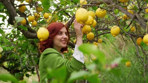 Woman Holds Lemon at Lemon Tree in Orchard