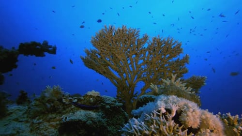 Soft-Hard Corals Colourful Fish