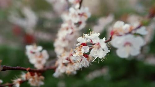 Nahaufnahme des schwankenden Windes Aprikosenbaums. Makro-Aprikosenblüte im Frühlingsgarten. Frühling in einem...