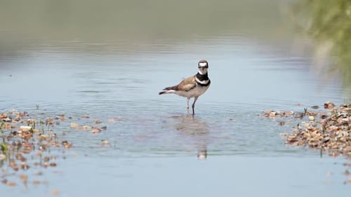 Un épaulard patauge dans des eaux peu profondes en surveillant les insectes