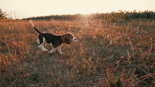 Energetic Beagle Puppy Running Through Grassy Field at Sunset