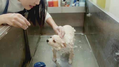 Woman Giving Small Dog a Bath in Tub