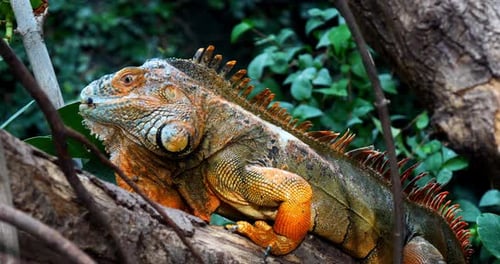 Green Iguana, iguana iguana, Adult Male standing on Branch, Los Lianos in Venezuela, Real Time 4K