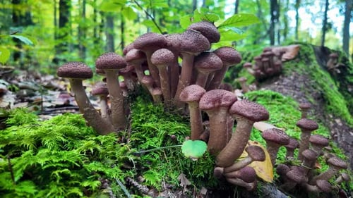 Wild "ghebe" mushrooms grow on tree root, surrounded by vegetation in Romanian forest