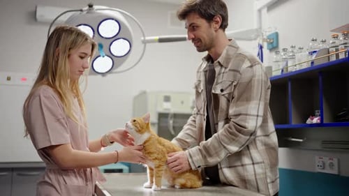 A Brunette Guy in a Checkered Shirt Together with His Red Cat and in a Veterinary Clinic are Being