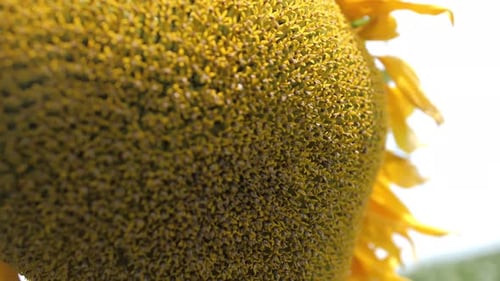 Close Up of Yellow Sunflower Head