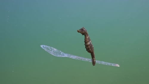 Slow Motion of Long Snouted Seahorse floats with plastic spoon in the sea