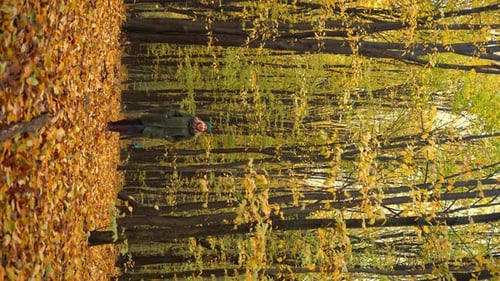 Autumn Forest Deciduous Trees in a Mixed Forest Hornbeam and Beech Yellow Leaf on a Tree Nature
