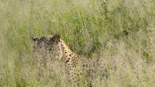 Leopard schaut in die Kamera und legt sich ins hohe Gras