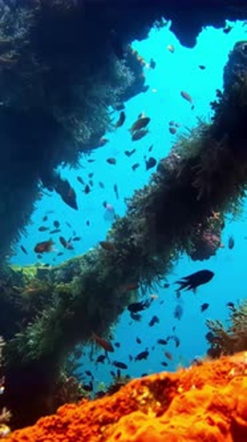 Fischschwarm Tauchen Sie ein in die Ozeane voller Meereslebewesen und bunter Rifffische, blau-orange Farben