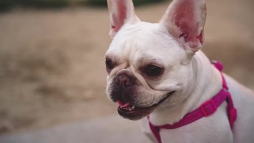 Close Up Of A Beautiful Happy White French Bulldog Puppy Panting And Looking Around The Park