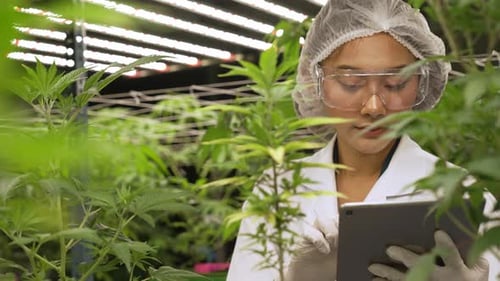 Scientist Test Cannabis Product in Curative Indoor Cannabis Farm