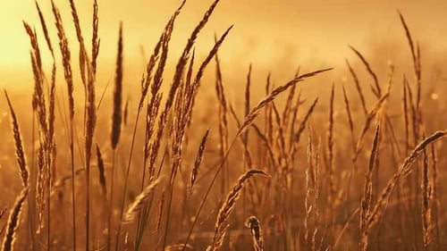 Herbe des prés dorés se balançant dans la chaude lumière du lever du soleil