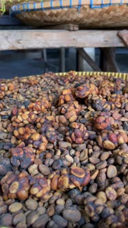 Closeup of Civetprocessed Coffee Beans for Kopi Luwak in Bali Indonesia
