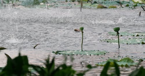 Raindrops Falling on Lily Pads in Pond