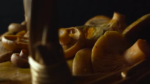 Champignons orange Milkcap dans un panier tressé traditionnel devant un fond noir studio. Empilés.