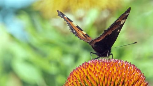 Macro shot of orange Small tortoiseshell butterfly collecting nectar from purple coneflower on green