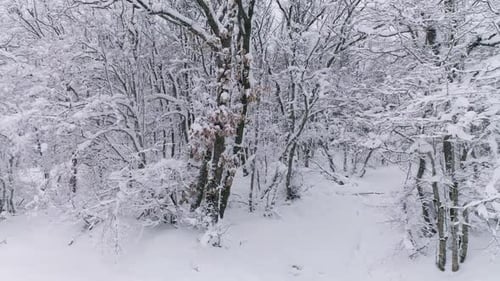 Beautiful Snow Winter Forest Slider Dolly Shot