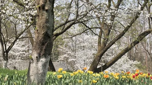 A Field of Different Colour Tulips Spring Flowers West Lake Hangzhou China