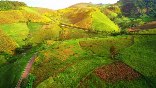 Lush Green Farmland Aerial View
