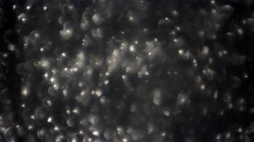 Spermatozoïdes humains avec réglage de la focalisation.
