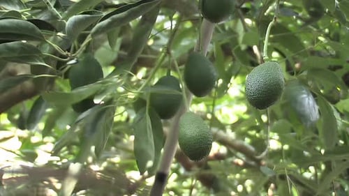 Avocado Tree with Green Fruit Close-up