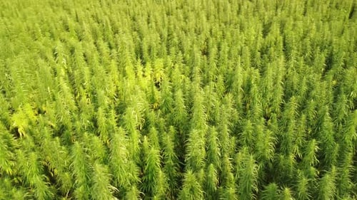 Flying Over a Large Cannabis Field on a Summer Day