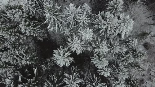 Schneebedeckte Waldlandschaft in der Wintersaison