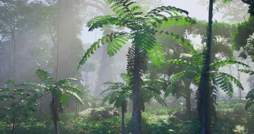 Lush Green Ferns Thriving in a Misty Tropical Forest Environment