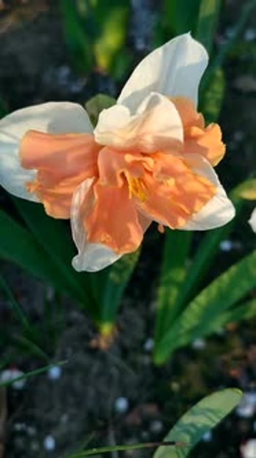 Narcissus Beautiful Flower White Orange Petals Stamens Green Leaves Vertical