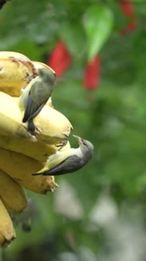 Birds Feeding on a Cluster of Ripe Bananas