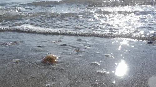 Shell am Sandstrand