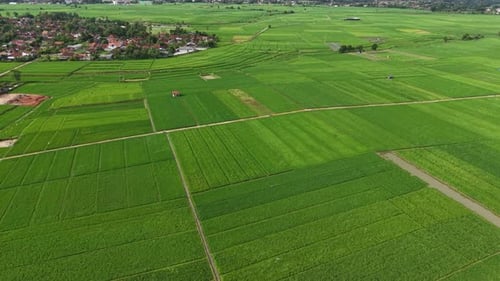 village view surrounded by vast expanses of rice fields