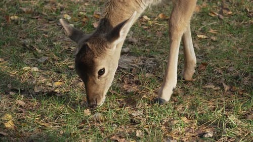 Close up of Whitetail spotted roe deer nibbling grass on pasture slow motion. Young true deer