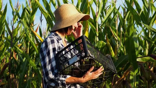 Female Farmer with Plastic Harvest Box Explores Corn Stems While Going at Field Adult Beautiful