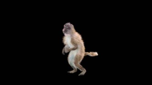 Animated Primate Walking Loop on Transparent Background