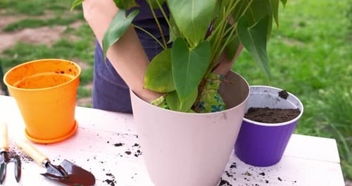 Spring Houseplant Care