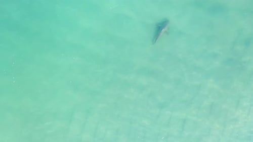 Sharks swimming in shallow water, Mediterranean Israel, aerial