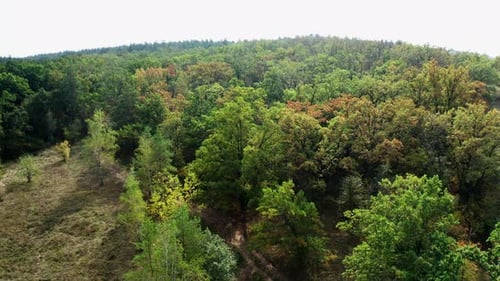 Autumn wood. Green meadow in the forest. Nature background.