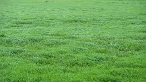 The wind blows over a green grass.