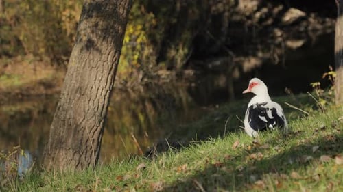 A domestic duck rests and basks in the sun by the river. Domestic waterfowl.