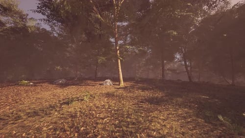 Serene Forest Landscape with Sunlight Filtering Through Trees at Dawn