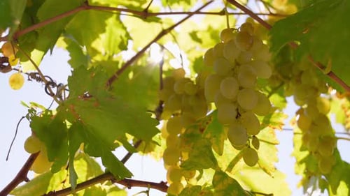 Nahaufnahme von Trauben an Ästen, die durch Sonnenstrahlen auf einem lokalen Bauernhof gereift sind