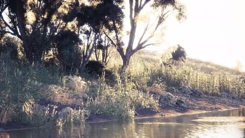 Tranquil Riverside Landscape at Dawn with Lush Vegetation and Gentle Water