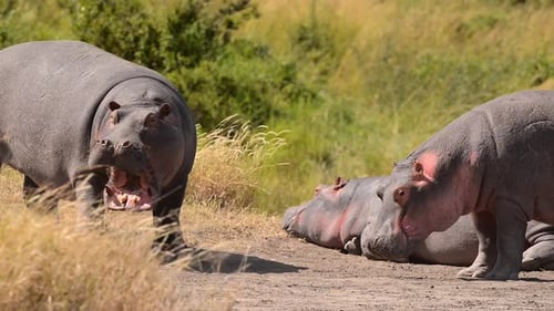 Hippopotamuses, also known as hippos floating in Tanzania water source