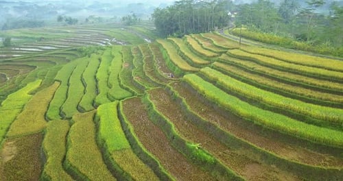 Aerial view of farmer working on colorful rice fields in tropical countryside of Indonesia