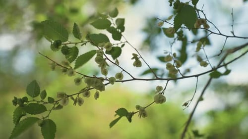 Sonnenbeschienene grüne Blätter, die sich im Wind wiegen, Nahaufnahme eines zarten Zweigs mit kleinen Knospen, weichem Bokeh
